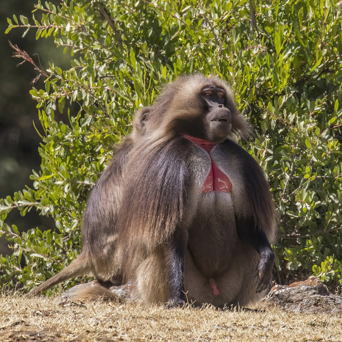 Gelada baboons