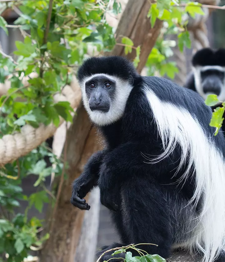 Colobus monkey